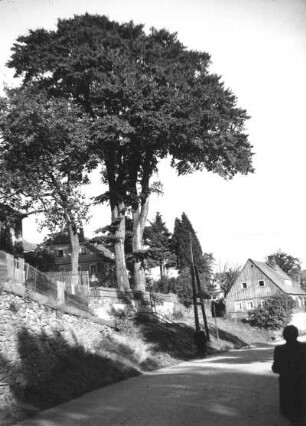 Seifhennersdorf. Rumburger Straße mit Ulmengruppe