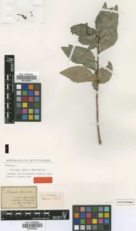 Eriudaphus ecklonii Nees [isotype]