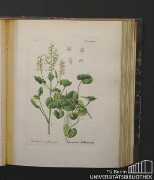Cruciferae. Cochlearia officinalis. Gemeines Löffelkraut.