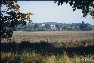 Potsdam, Eiche, Kahler Berg.