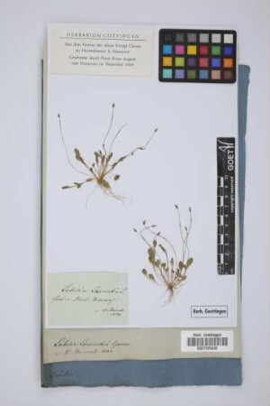 Lobelia Laurentia L.