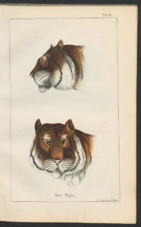 Tafel 6.: Der Tiger.