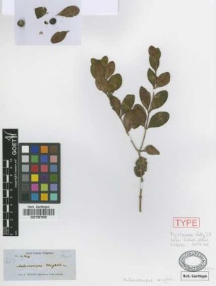 Aulacocarpus wrightii Griseb. [type]