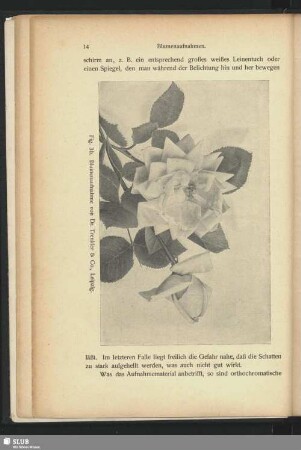 Blumenaufnahme