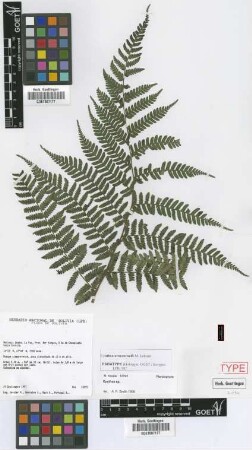 Cyathea arnecornelii Lehnert [paratype]
