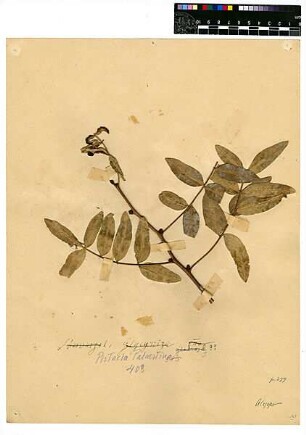 Anacardiaceae Pistacia palaestina Boissier, Edmond (1810 - 1885) [Aleppo, Halab, Haleb]