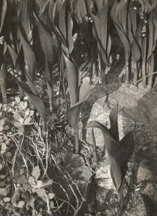 Maiglöckchen (Convallaria majalis) in Blattentwicklung