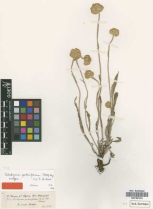 Helichrysum gerberifolium Sch.Bip. ex A.Rich. [isotype]