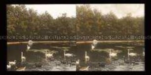 Großer Teich im Schlosspark Schönbrunn, Wien