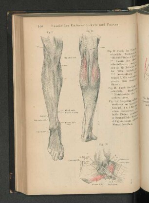 Fascie des Unterschenkels und Fusses.