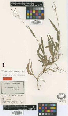 Panicum villaricense Mez