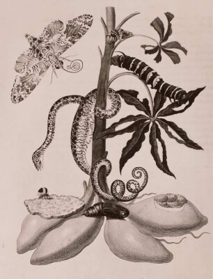 Metamorphisis Insectorum Surinamensium