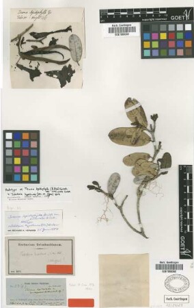 Tecoma lepidophylla (A.Rich.) Griseb. var. reticulata Griseb.[holotype]