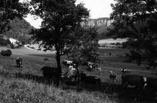Werenwag: Kühe auf der Weide