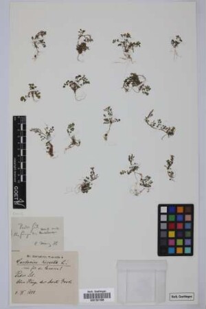 Cardamine hirsuta L.