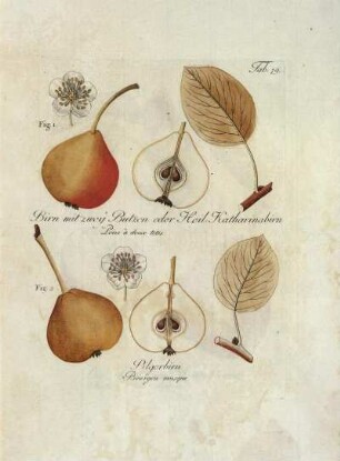 Tab. 79. Fig. 1. Birn mir zwey Butzen oder Heil. Katharinabirn [...] Fig. 2. Pilgerbirn [...]