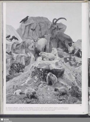 Die ungemein lebendige "Schau der Naturgeschichte Vorarlbergs" wird in einem modernen Museum zu Dornbirn gezeigt