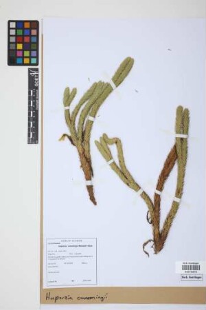 Phlegmariurus cumingii (Nessel) B. &Oslash;llg.