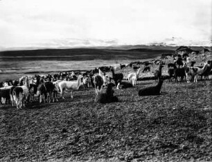 Lamas und Alpakas : Eine Herde Alpakas und Lamas grast auf einer Weide im Hochland