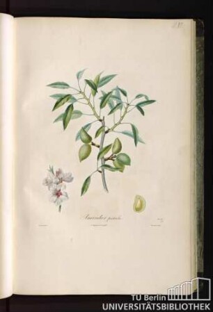 Pl. VI. Amandier pistache.