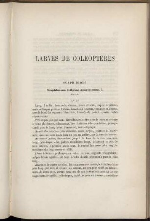 Larves De Coléoptères