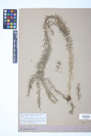 Phlegmariurus linifolius (L.) comb. ined.