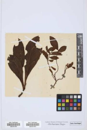 plant