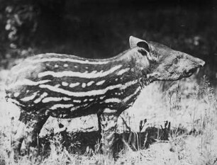 Amerikanischer Tapir. Jungtier (Tapirus terrestris L.) : Breslau (Wroclaw/Polen). Zoologischer Garten. Amerikanischer Tapir. Jungtier (Tapirus terrestris L.)