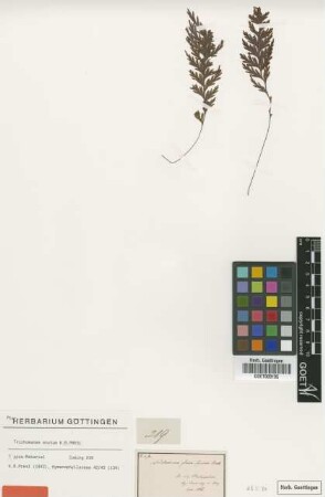 Trichomanes acutum C.Presl [type]