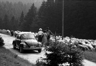 Schafherde am Lachenwasen bei Todtnauberg
