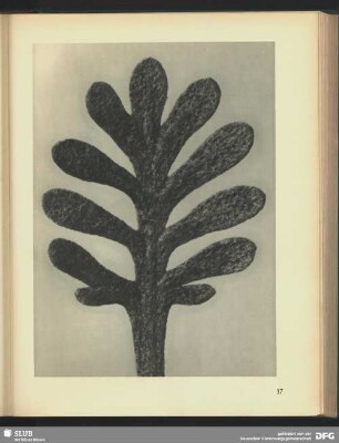 Achillea umbellata