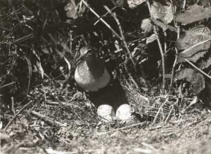 Flussuferläufer (Actitis hypoleucos L.) am Nest