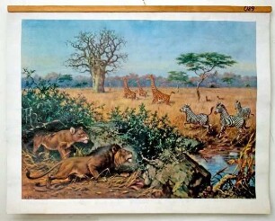 Am Rande der Kalahari