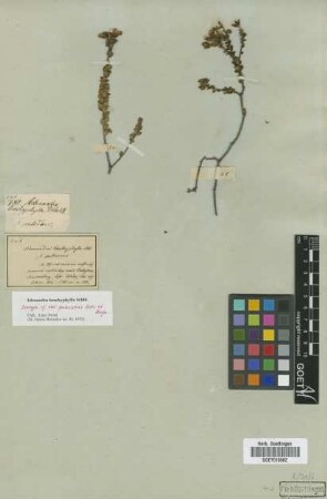 Adenandra brachyphylla Schltdl. var. Eckl. & Zeyh. pubescens[isotype]