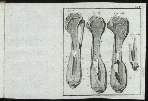(Kupferst.) Tab. V : Fig. V – Fig. VIII