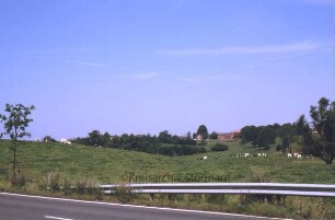 Weideland: Kühe