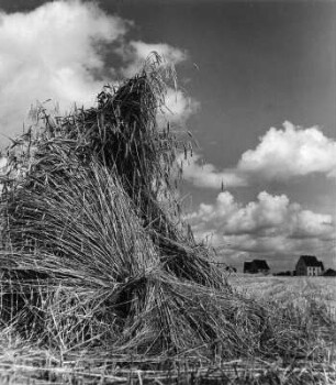 Erntebilder. Abgeerntetes Feld mit Strohbündeln