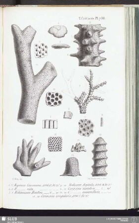 T. Crétacés, Pl. 788