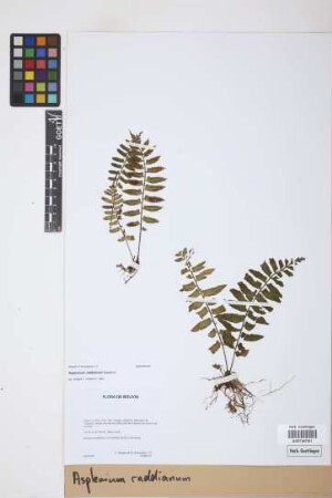 Asplenium raddianum Gaudich.