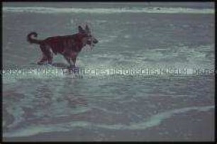 Schäferhund am Meer