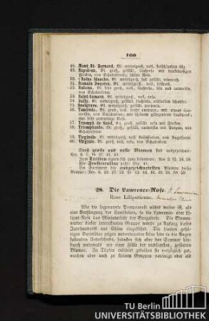 28. Die Lawrence-Rose. Rose Liliputienne.