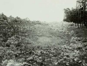 Oberlausitzer Heide. Trockener Gieser (Jesor) bei Zeißholz im Heidebiotop. (geschlossene Hohlform im Bereich gestauchter Braunkohlenflöze) Nr. 6