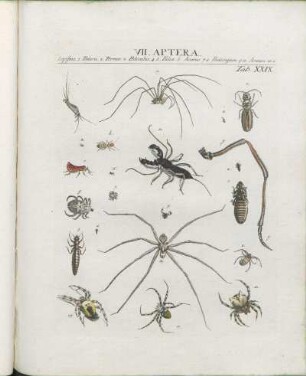 VII. Aptera.