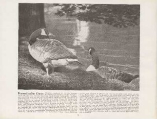 Kanadische Gans