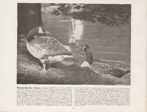Kanadische Gans