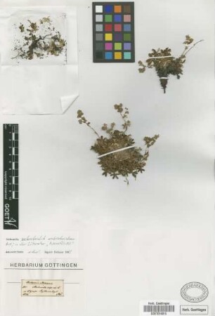 Alchemilla alpina L.