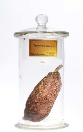 Theobroma cacao L. aus Singapur