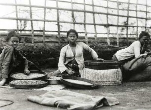 Java, Indonesien. Mädchen in Blusen und Sarong beim Sortieren von Kaffeebohnen