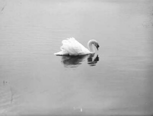 Höckerschwan (Cygnus olor), halbwild; schwimmend