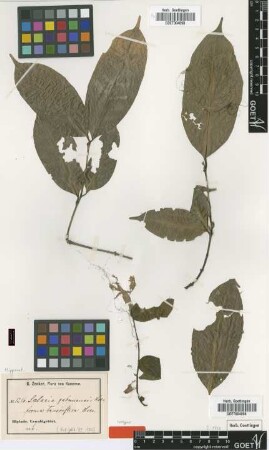 Salacia gabunensis Loes. forma Loes. teneriflora[isotype]